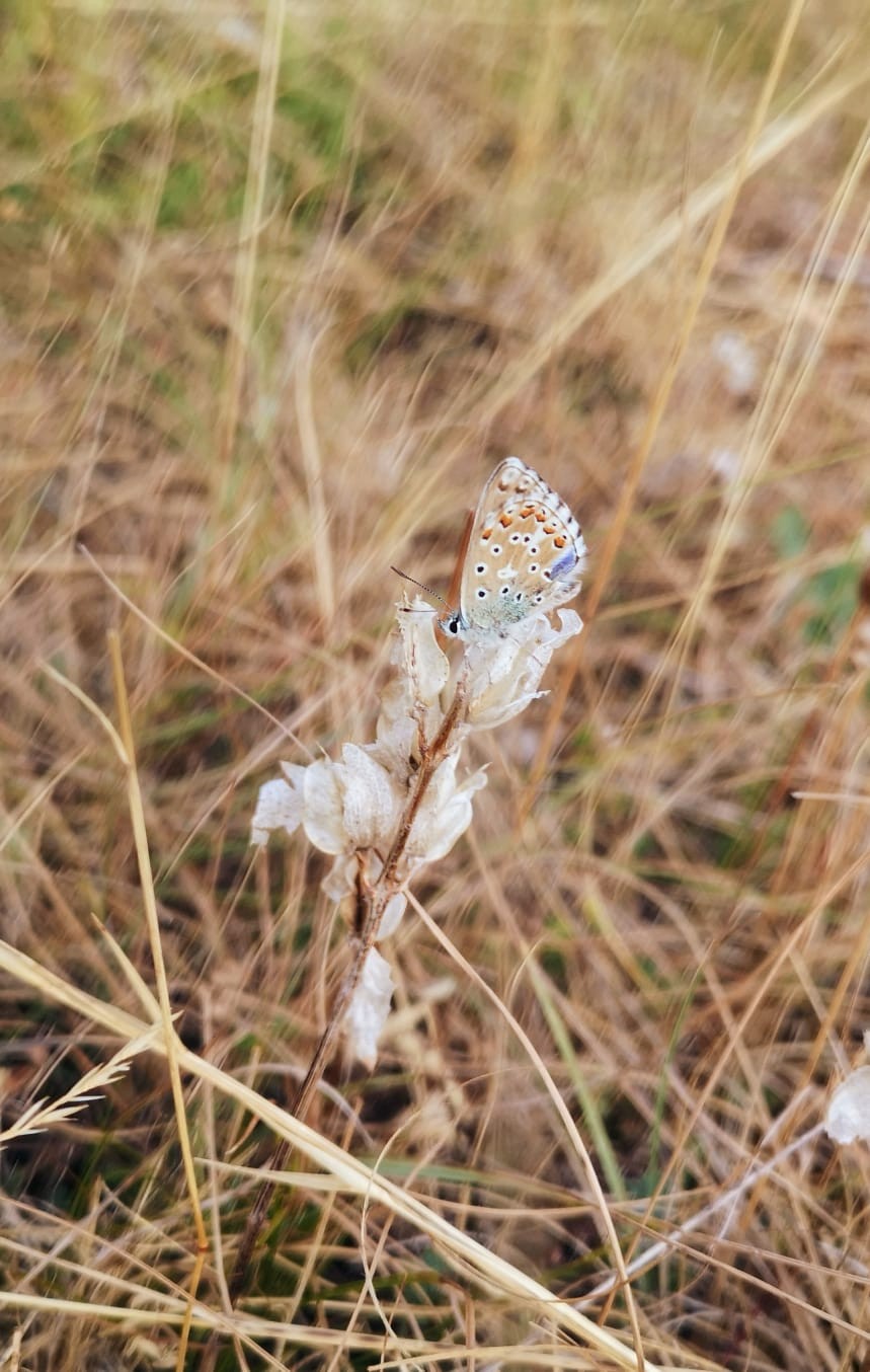 Fleurs et petites be tes2