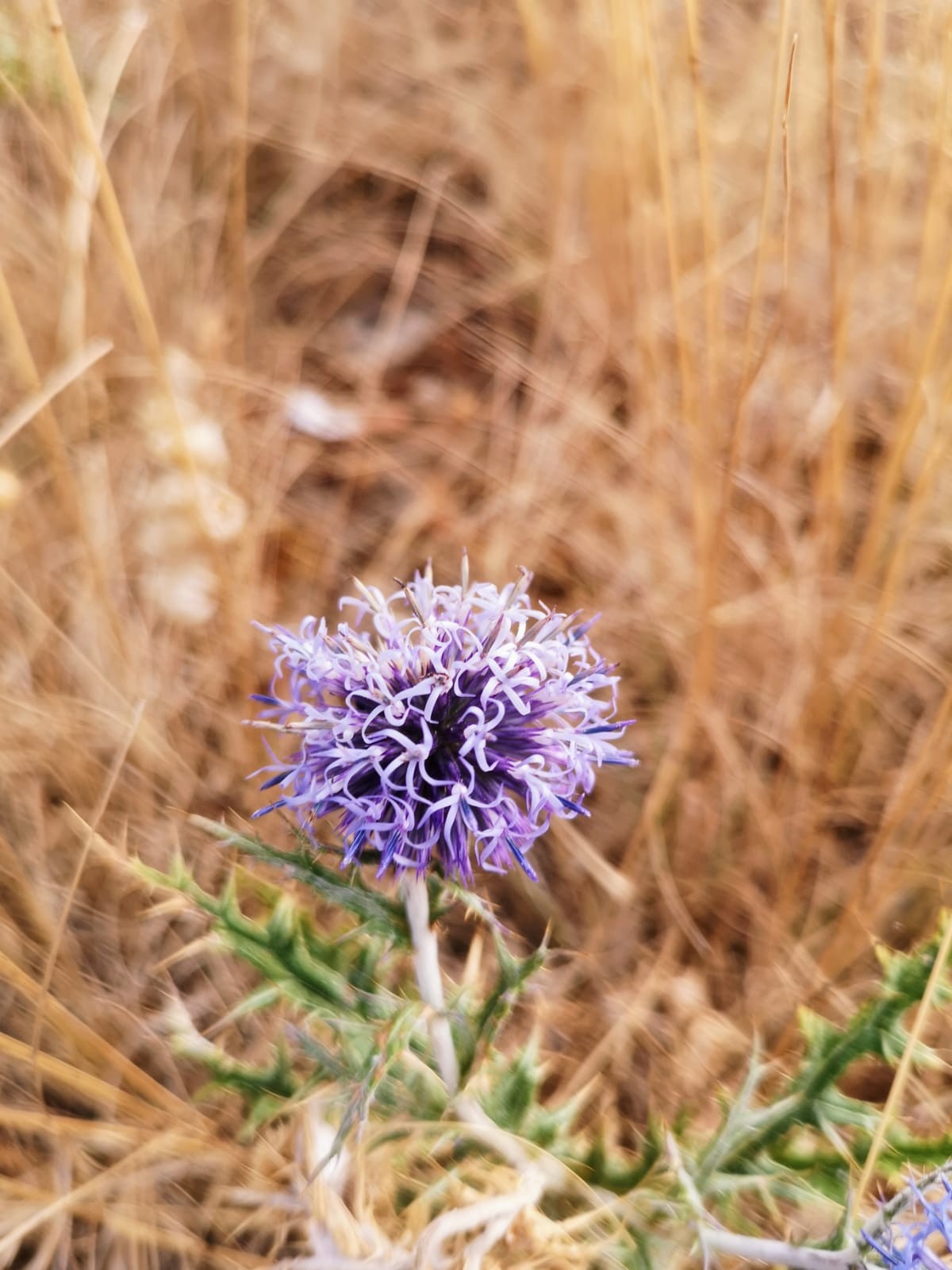 Fleurs et petites be tes3