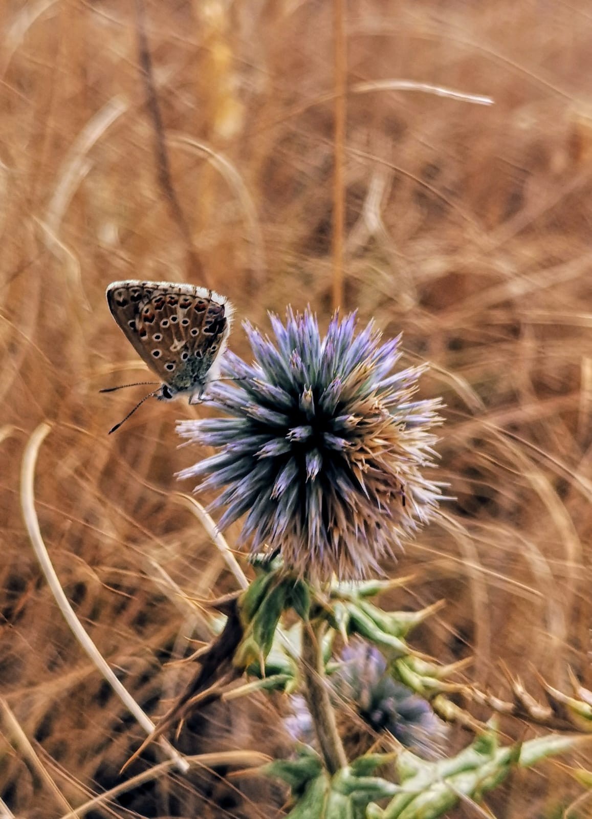 Fleurs et petites be tes4