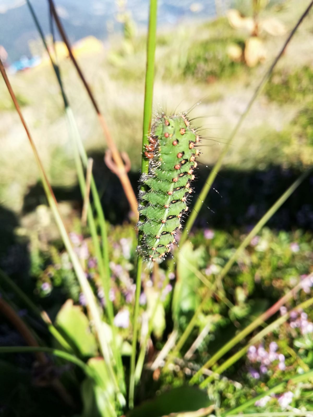 Fleurs et petites be tes7